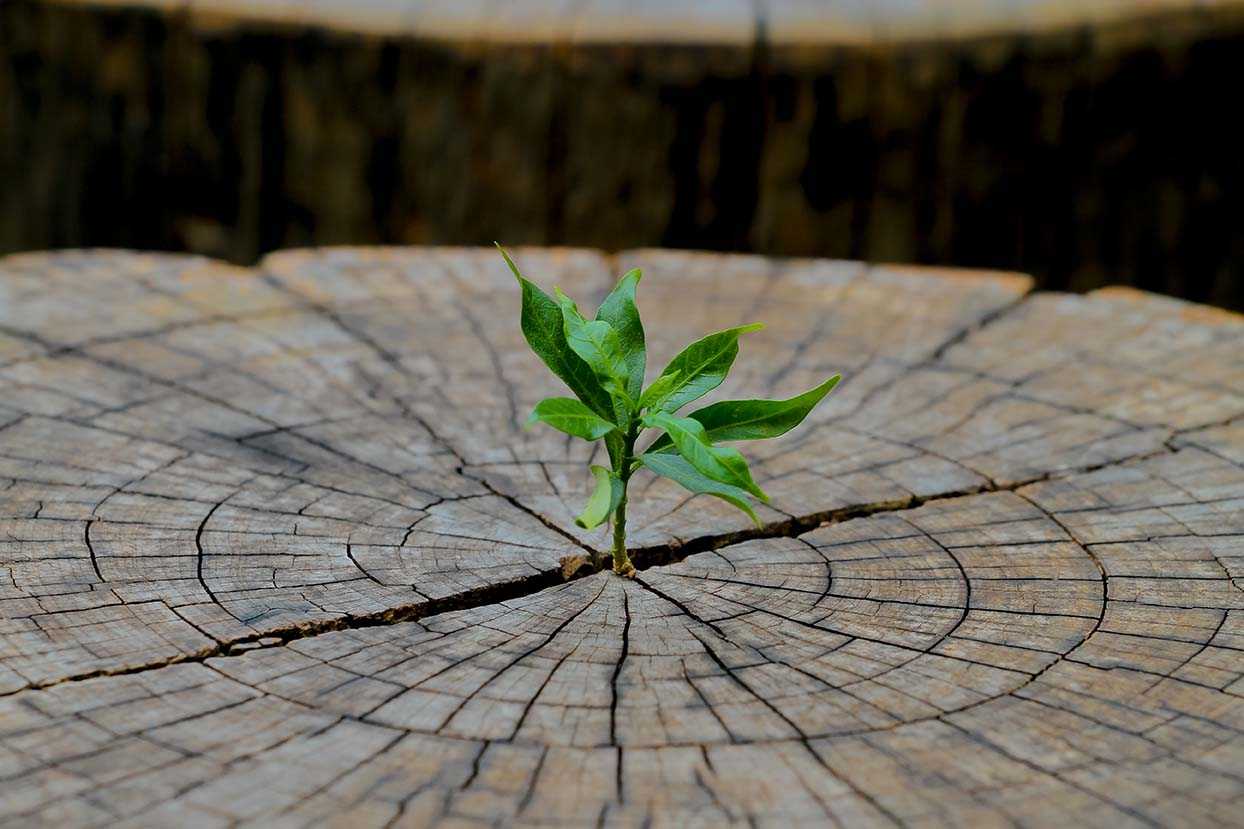 Plant growing representing business funding